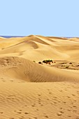 Maspalomas sand dunes.