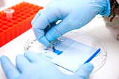Protein analysis and sample preparation