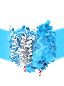 Aquaporin membrane protein, molecular model