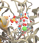 RuBisCO-RuBP complex, illustration