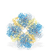 RuBisCO carbon fixation enzyme molecule, illustration
