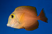 Yellow-eyed kole fish