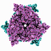 PTPS synthase molecule