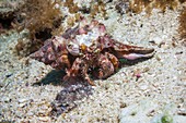 Jeweled anemone hermit crab