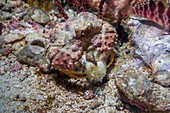 Rough box crab feeding on an urchin