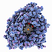 Human cytochrome P450 molecule