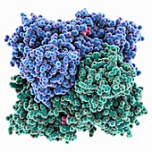 2-Oxoglutarate dehydrogenase molecule