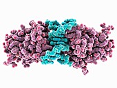 Tumour suppressor p53 DNA complex