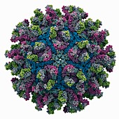 West nile virus capsid with fab fragments