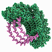 Tobacco mosaic virus molecule