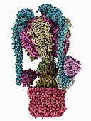 V-type proton ATPase