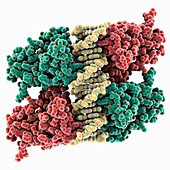 Tumour suppressor p53 DNA complex