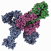 Influenza A hemagglutinin complex