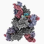 Insulin bound to its receptor