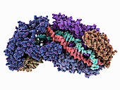 CRISPR-Cas RNA silencing complex