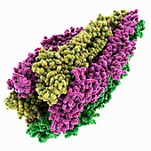 Acetylcholine receptor complex