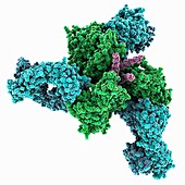 HIV-1 envelope glycoprotein