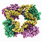 Schmallenberg virus complex
