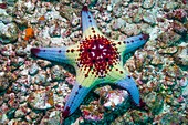 Pentaceraster cushion starfish