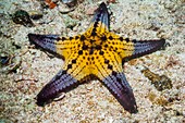 Pentaceraster cushion starfish