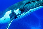 Humpback whale's head