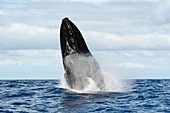 Humpback whale breaching