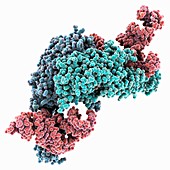 tRNA synthetase complexed with tRNA