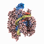 Cascade protein with bound CRISPR RNA