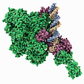 Transcription initiation complex