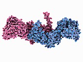 Squamous cell carcinoma antigen