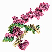 CRISPR Cas9 RNA DNA complex