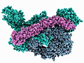 C3B complexed with smallpox inhibitor