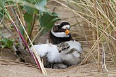 Ringed plover and newly hatched chick