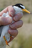 Little tern conservation fieldwork