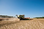 Rapeseed harvesting