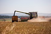 Rapeseed harvesting