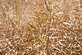 Ripe rapeseed crop