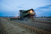 Wheat harvesting at dusk