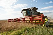 Wheat harvesting