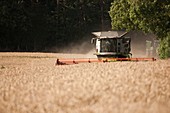 Wheat harvesting