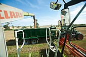 Harvesting wheat grains