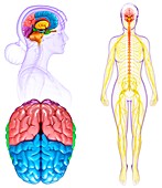 Female brain regions and anatomy, illustration