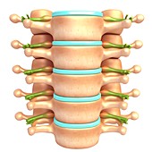 Lumbar vertebrae and nerves, illustration