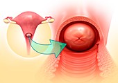 Cervix anatomy, illustration