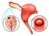 Ovarian cycle and cervix, illustration