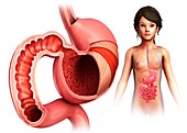 Child's stomach layers anatomy, illustration