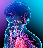 Male head and chest blood vessels, illustration