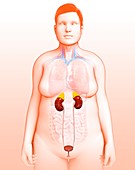 Female urinary system, illustration