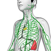 Boy's lymphatic system, illustration
