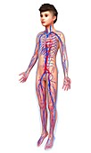 Boy's cardiovascular system, illustration